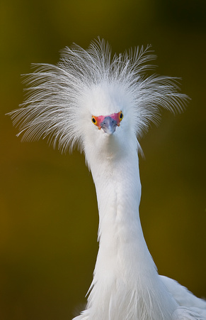 Snowy Egret ( Egretta thula ) Garça branca pequena