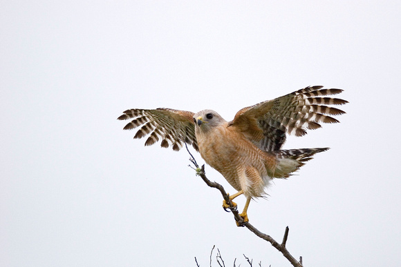 Red Shouldered Hawk ( Buteo Lineatus )