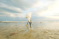 Snowy Egret ( Egretta thula ) Garça branca pequena