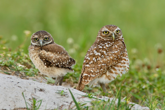 "Coruja burraqueira - Burrowing Owl ( Athene cunicularia )"