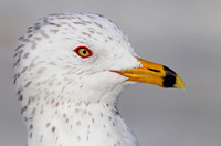 Ring-billed Gull ( Larus delawaarensis ) Gaivota de bico manchado