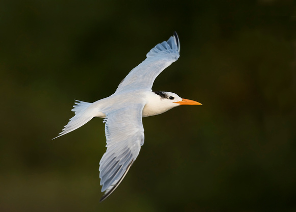 Royal Tern ( Thalasseus maximus ) Trinta réis real
