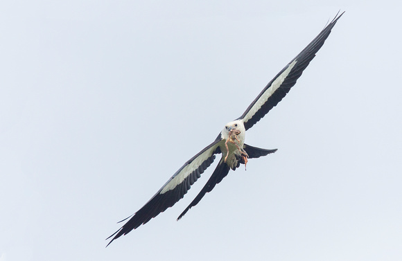 Swallow-tailed Kite ( Elanoides forficatus ) Gavião tesoura