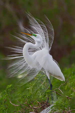 Great Egret ( Ardea alba ) Garça Branca Grande