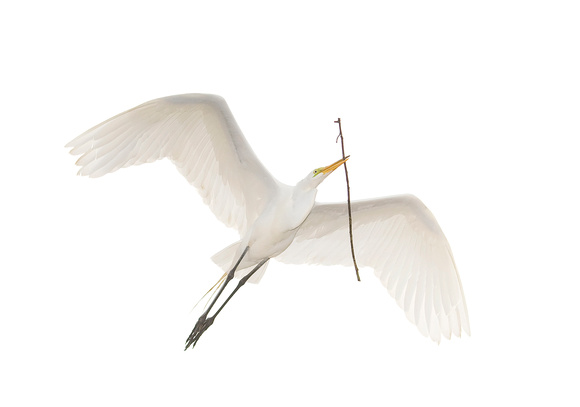 Great Egret ( Ardea alba ) Garça Branca Grande