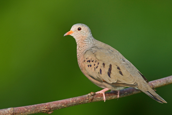 Common Ground Dove ( Columbina passerina )