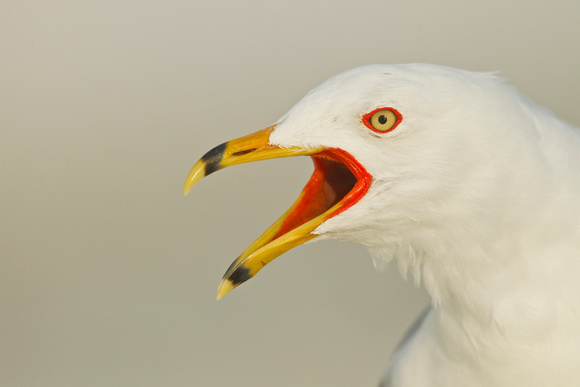 Ring-billed Gull ( Larus delawaarensis ) Gaivota de bico manchado