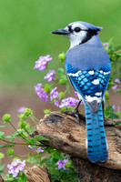 Blue Jay ( Cyanocitta stelleri )