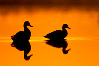 Mallard ( Anas platyrhynchos )