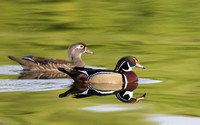 Wood Duck ( Aix sponsa )