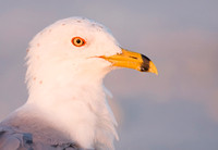 Ring-billed Gull ( Larus delawaarensis ) Gaivota de bico manchado