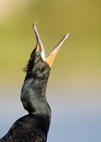 Doubled Crested Cormorant ( Phalacrocorax auritus )