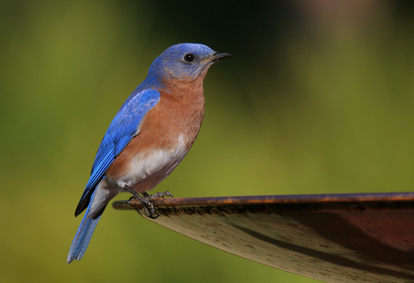 Eastern Bluebird ( Sialia sialis )