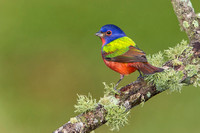 Painted Bunting ( Passerina ciris )