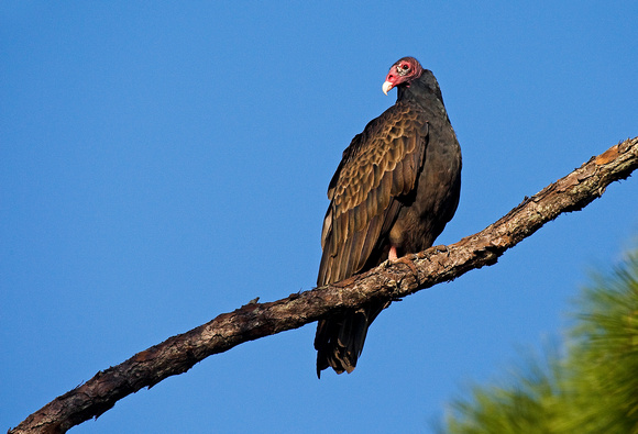 Turkey Vulture ( Cathartes aura ) Urubu de cabeça Vermelha