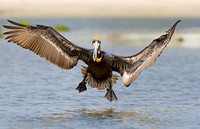 Brown Pelican ( Pelecanus occidentalis ) Pelicano pardo