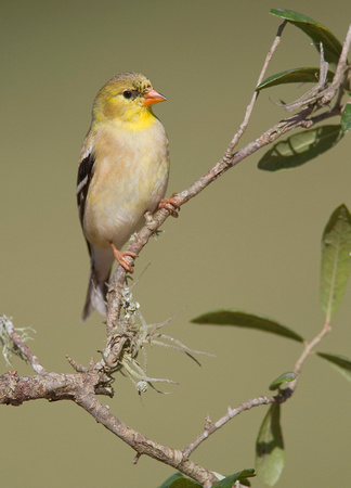 American Goldfinch ( Carduelis tristis )