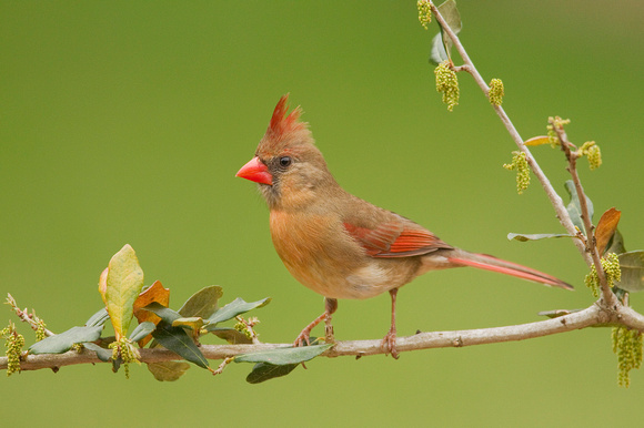 Northern Cardinal ( Cardinalis cardinalis )