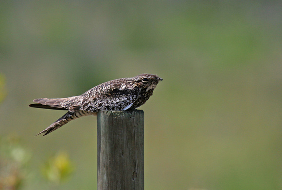 Common Nighthawk ( Chordeiles minor )