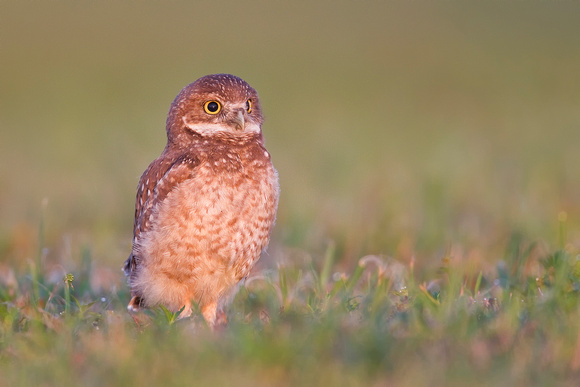 "Coruja burraqueira - Burrowing Owl ( Athene cunicularia )"