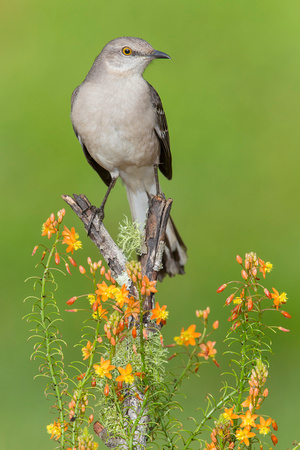 Northern Mockingbird ( Mimus polyglottos )