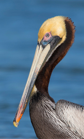 Brown Pelican ( Pelecanus occidentalis ) Pelicano pardo