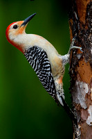 Red Bellied Woodpecker ( Melanerpes carolinus )