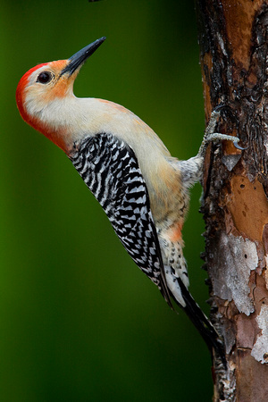 Red Bellied Woodpecker ( Melanerpes carolinus )