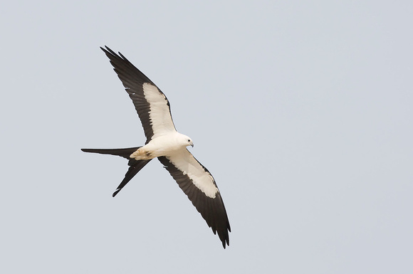 Swallow-tailed Kite ( Elanoides forficatus ) Gavião tesoura