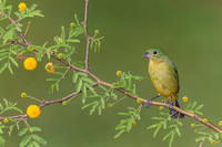 Painted Bunting ( Passerina ciris )