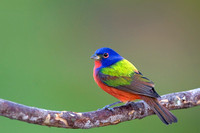 Painted Bunting ( Passerina ciris )