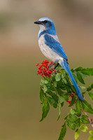 Florida Scrub Jay ( Aphelocoma coerulescens )