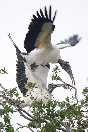 Wood Stork ( Mycteria americana ) Cabeça seca