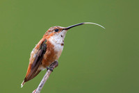 Rufous Hummingbird ( Selasphorus rufus )