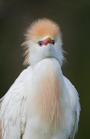 Cattle Egret ( Bubucus ibis ) Garça vaqueira