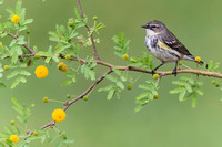 Yellow Rumped Warbler ( Dendroica coronata )