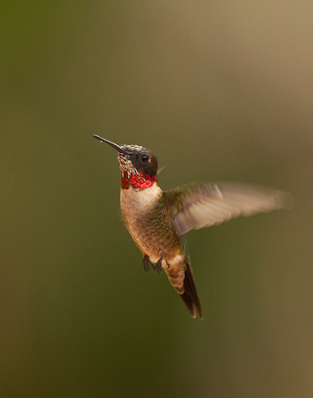 Ruby-throated Hummingbird ( Archilochus colubris )