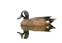 Blue-winged Teal ( Anas discors ) Marreca de asa azul