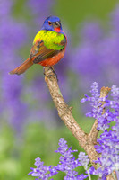 Painted Bunting ( Passerina ciris )