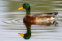 Mallard ( Anas platyrhynchos )