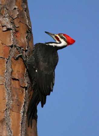 Pileated Woodpecker ( Dryocopus pileatus )